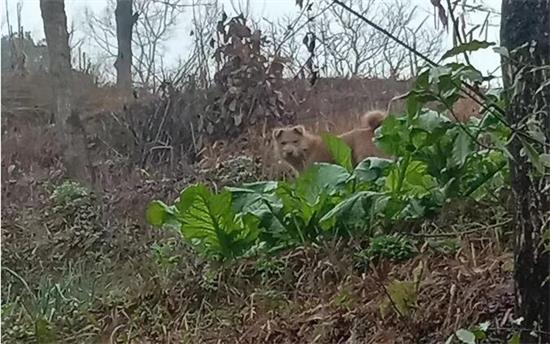 <strong>中华田园犬：一个被人嫌弃被人遗忘的犬种</strong>