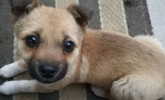 中华田园犬的缺点和优点，这样的它宠主还喜欢吗？