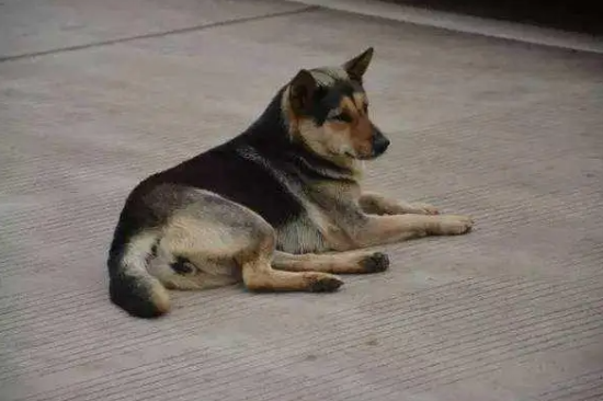 中华田园犬的9大优点，哪点都不比宠物狗差！