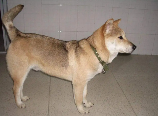 中华田园犬怎么喂？需要注意哪些饮食细节呢？
