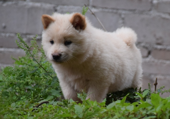 中华田园犬吃土怎么回事？