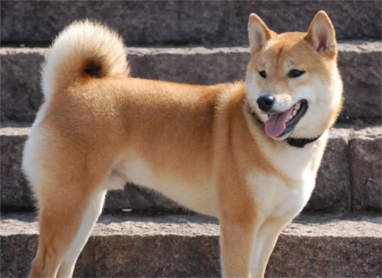 中华田园犬犬智商排第几名，看这里~
