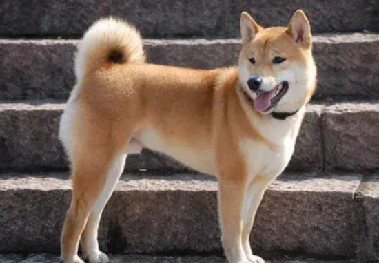 土狗有什么优点？快来看看吧~