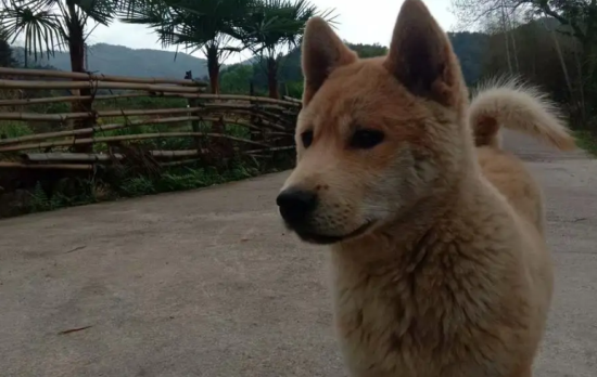 一起来了解一下田园犬应该怎样照顾？