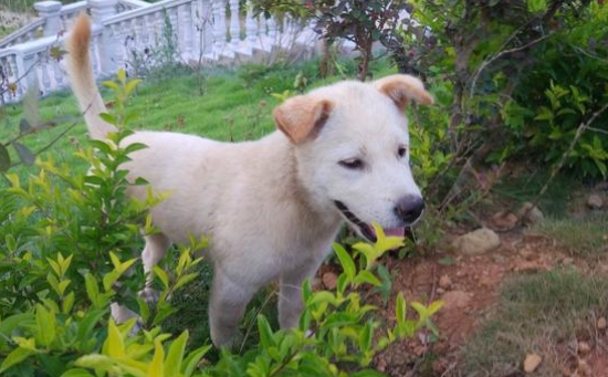 中华田园犬很差吗！这7个优势有是多少宠物狗能比得过