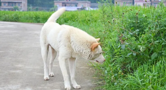 中华田园犬怎么训练好？主要看这些～