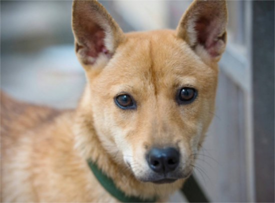 中华田园犬犬智商排第几名，看这里~
