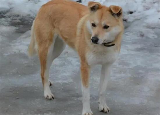 中华田园犬什么样好