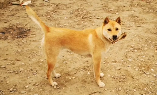 如何分辨中华田园犬的好坏？看这篇文章