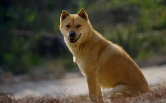 中华田园犬怕冷吗？