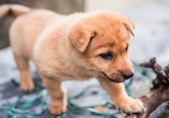 快来了解：田园犬和土狗有什么不同？