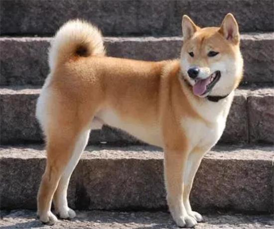 中华田园犬怎么喂养，看完再也不用愁了！