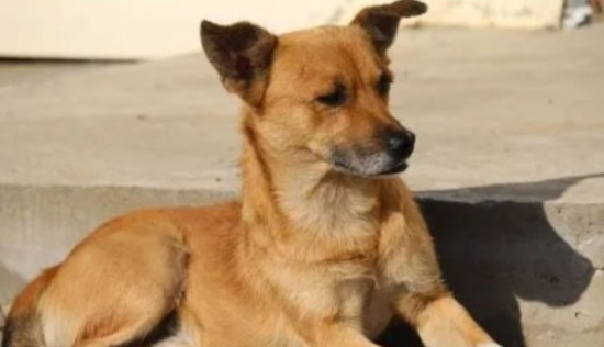 中华田园犬能活多少年？不妨来看看吧