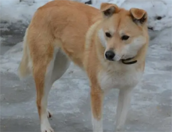 中华田园犬产后怎么护理