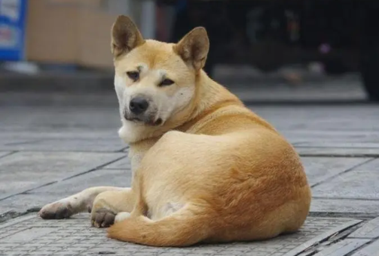 中华田园犬是什么狗？这些你知道吗？