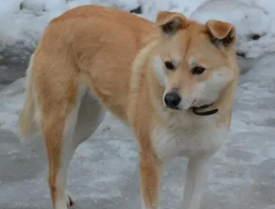 中华田园犬多少钱一只？想养的看过来