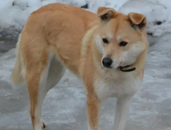 中华田园犬多少钱一只？