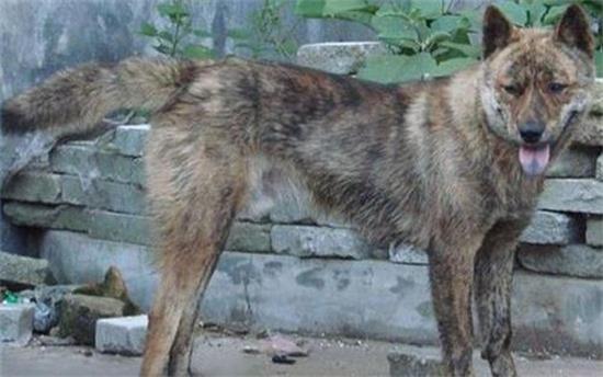 中华田园犬虎斑的智商怎么样，聪明吗？