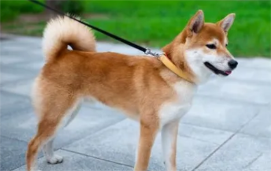 四眼黑土狗为什么那么贵？这篇文章告诉你！
