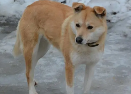 中华田园犬的缺点，这篇文章有答案！