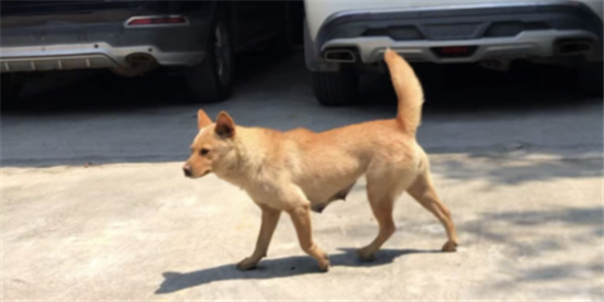 中华犬的优缺点和缺点
