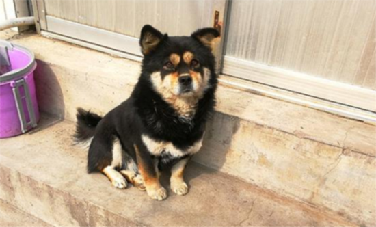 中华犬品种中华犬好养吗