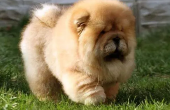 中华田园狮子狗是什么狗