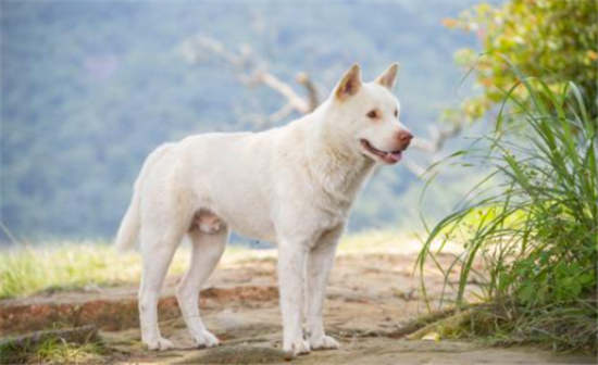 狐狸嘴的白色中华田园犬好吗