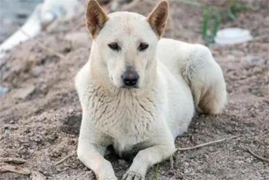 城市为什么禁养中华田园犬