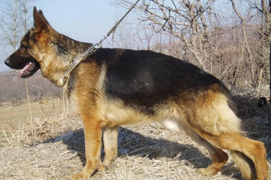 狼犬中华田园犬 | 它们是野狼后代:中华田园狼犬，性能不输德牧