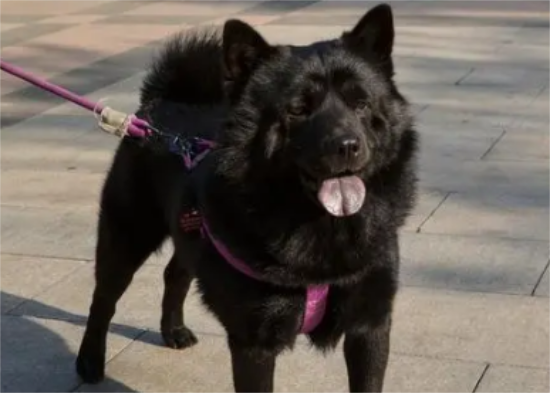 五黑犬是指哪五黑