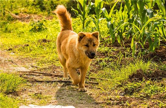 中华田园犬什么颜色好