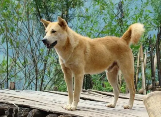 中华田园犬是短毛吗
