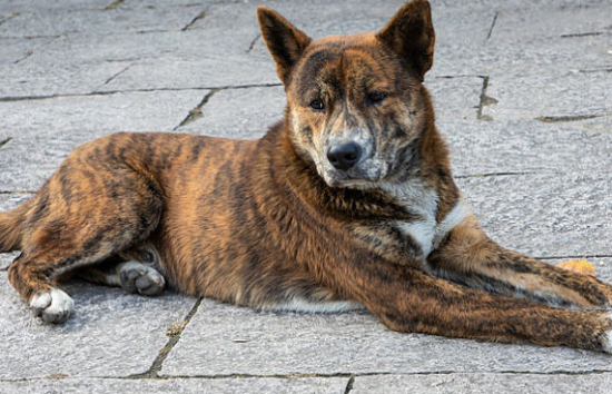 中华田园犬最贵的品种