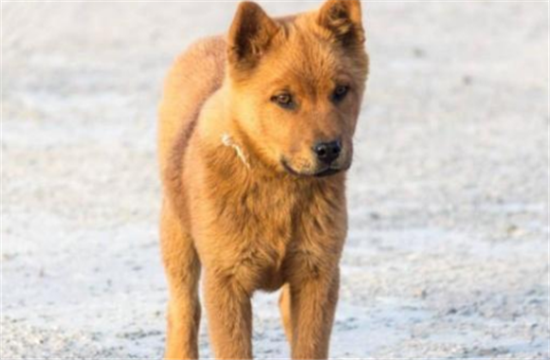 中华田园犬的体重大约是多少