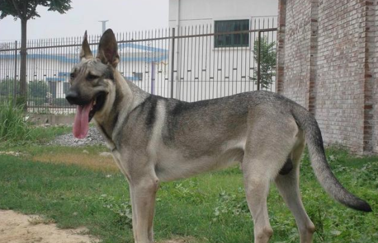 狼犬中华田园犬 | 它们是野狼后代:中华田园狼犬，性能不输德牧