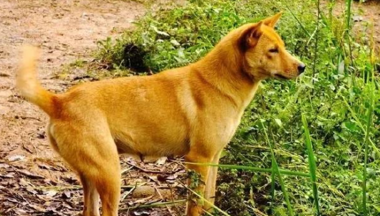 中华田园犬会咬主人吗