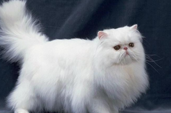 波斯猫大概多少钱 价格与是否纯种有关系