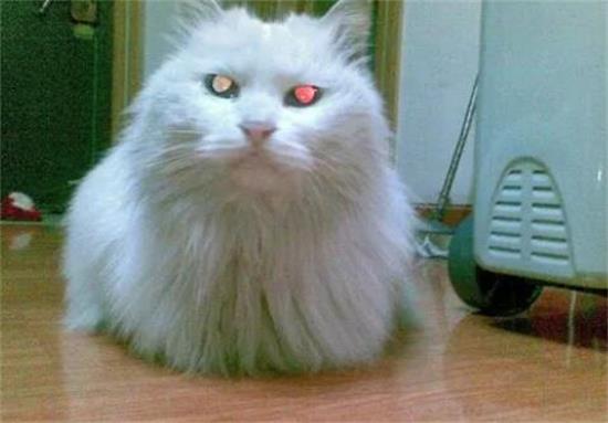 长毛波斯猫皮肤病有哪些？如何治疗？