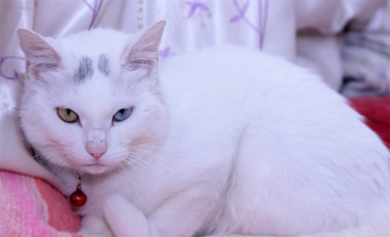 波斯猫一般多少钱 世界上最出名的品种