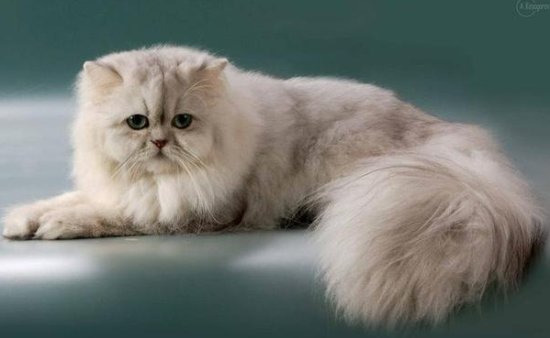波斯猫缺点，你承受的起吗？