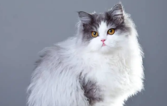 波斯猫为什么容易有泪痕？泪痕为什么会出现？