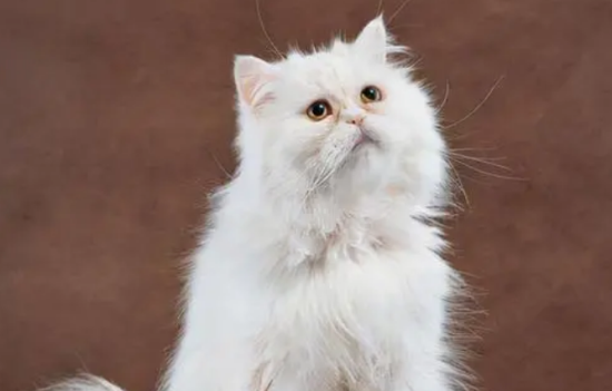 波斯猫怕冷吗？
