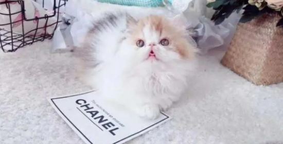 饲养科普：波斯猫流眼泪怎么回事？