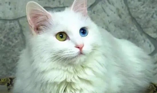 波斯猫和金吉拉的区别？具体怎么区分它们？