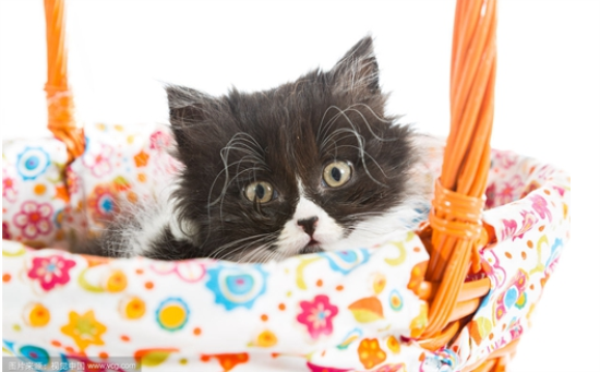 波斯猫偷吃东西？你要这么惩罚它