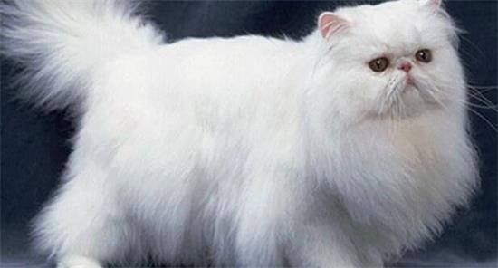 波斯猫起源及外貌特征是什么？来看看吧