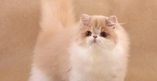 喂波斯猫吃什么比较好？或许这里可以给你答案