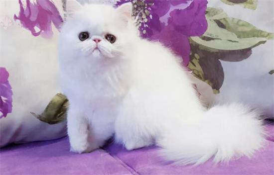 波斯猫缺点，你承受的起吗？