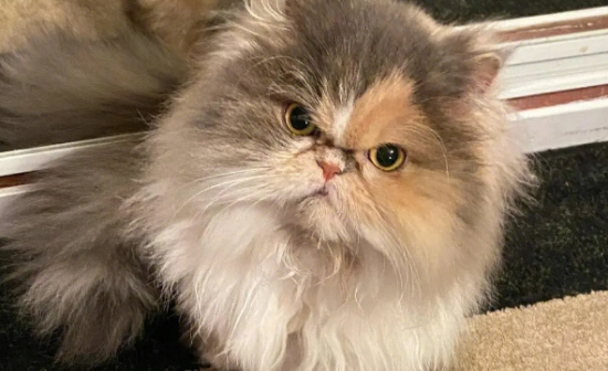 波斯猫可以剃毛吗？不建议剃毛，可能造成伤害